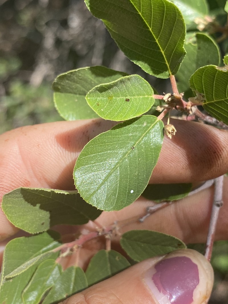 Frangula rubra subsp. obtusissima