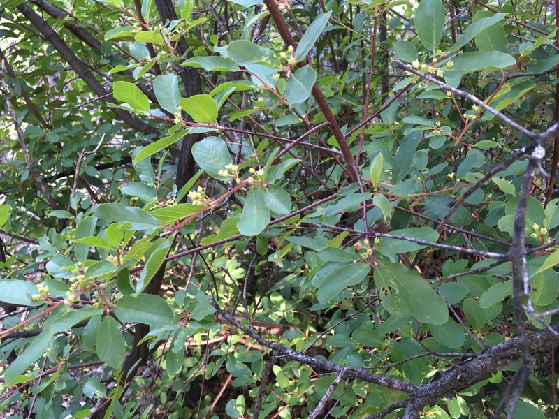 Frangula rubra subsp. obtusissima photo 2