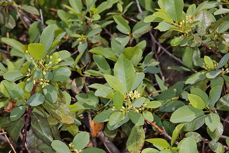 Frangula rubra subsp. obtusissima photo 3