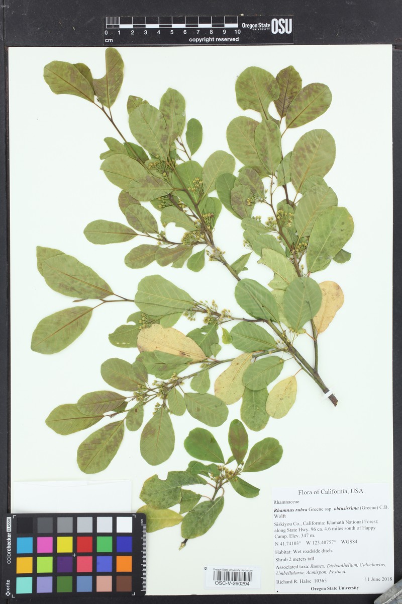 Frangula rubra subsp. obtusissima photo 4
