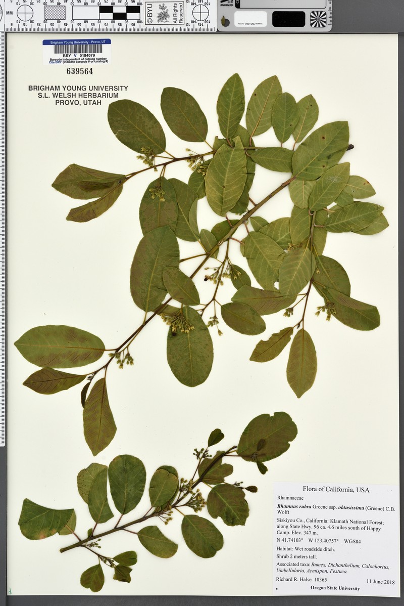 Frangula rubra subsp. obtusissima photo 5