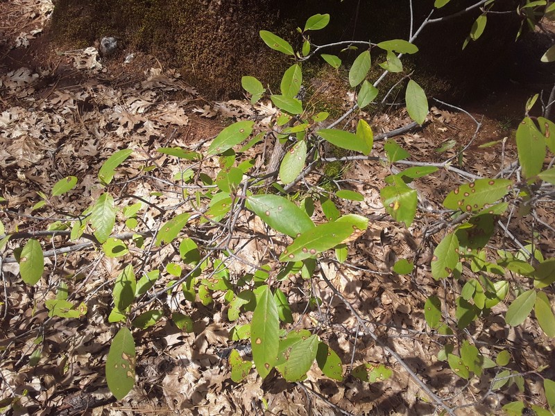 Frangula rubra subsp. rubra