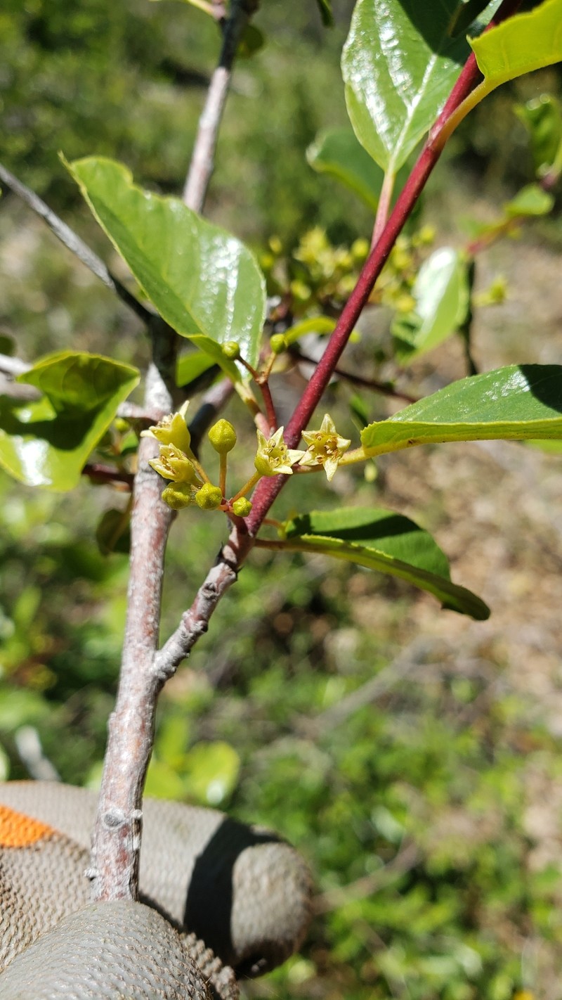 Frangula rubra subsp. rubra photo 2