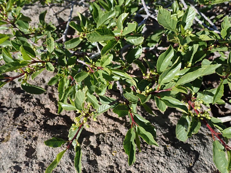 Frangula rubra subsp. rubra photo 3