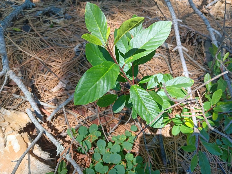 Frangula rubra subsp. rubra photo 4