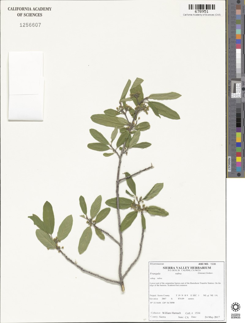 Frangula rubra subsp. rubra photo 5