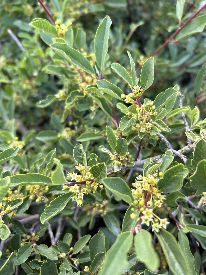 Frangula rubra subsp. yosemitana