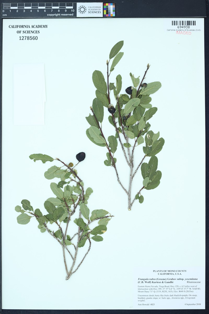 Frangula rubra subsp. yosemitana photo 2