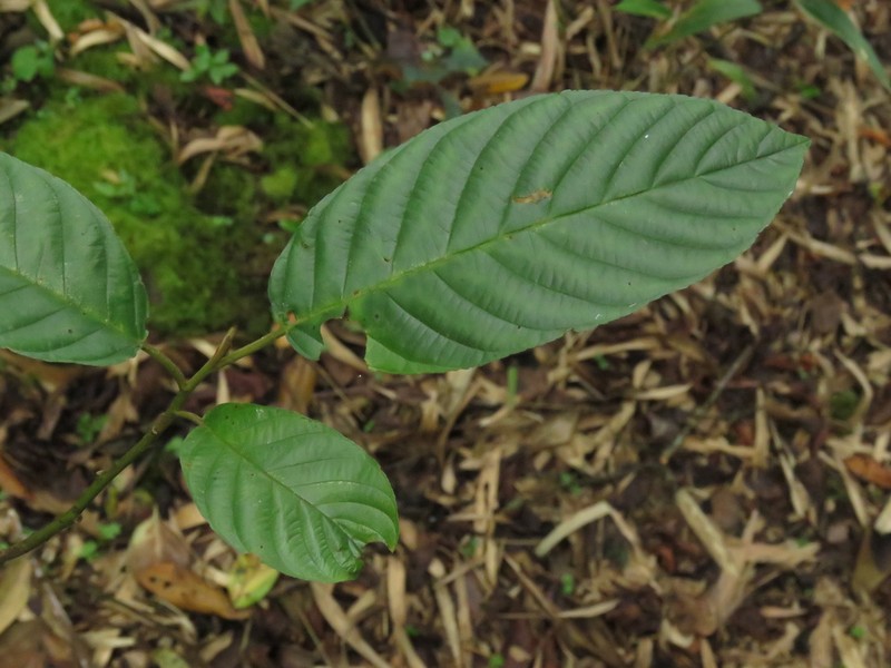 West Indian Buckthorn