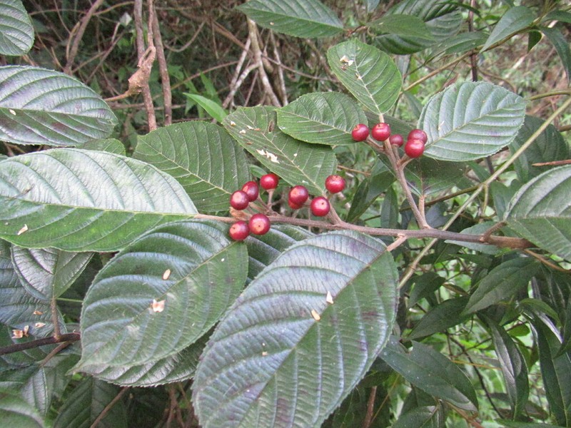 West Indian Buckthorn photo 2