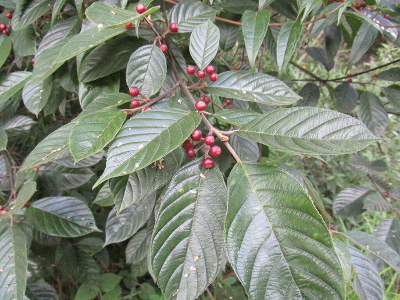 West Indian Buckthorn photo 3