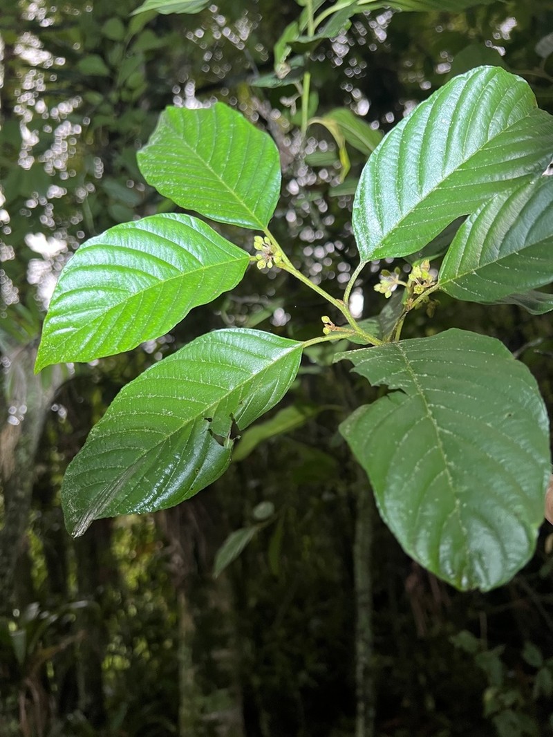 West Indian Buckthorn photo 4
