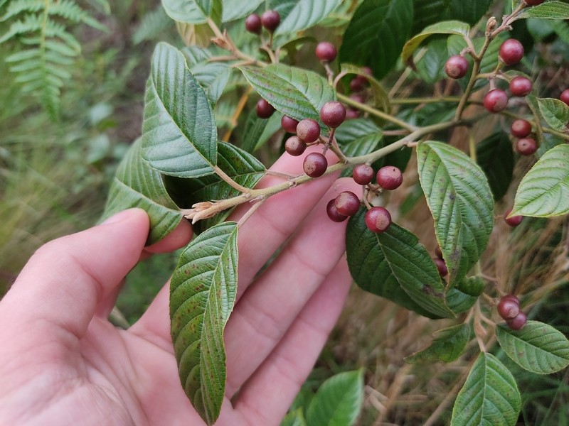 West Indian Buckthorn photo 5