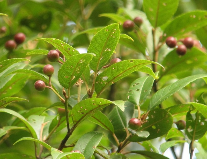 West Indian Buckthorn photo 6