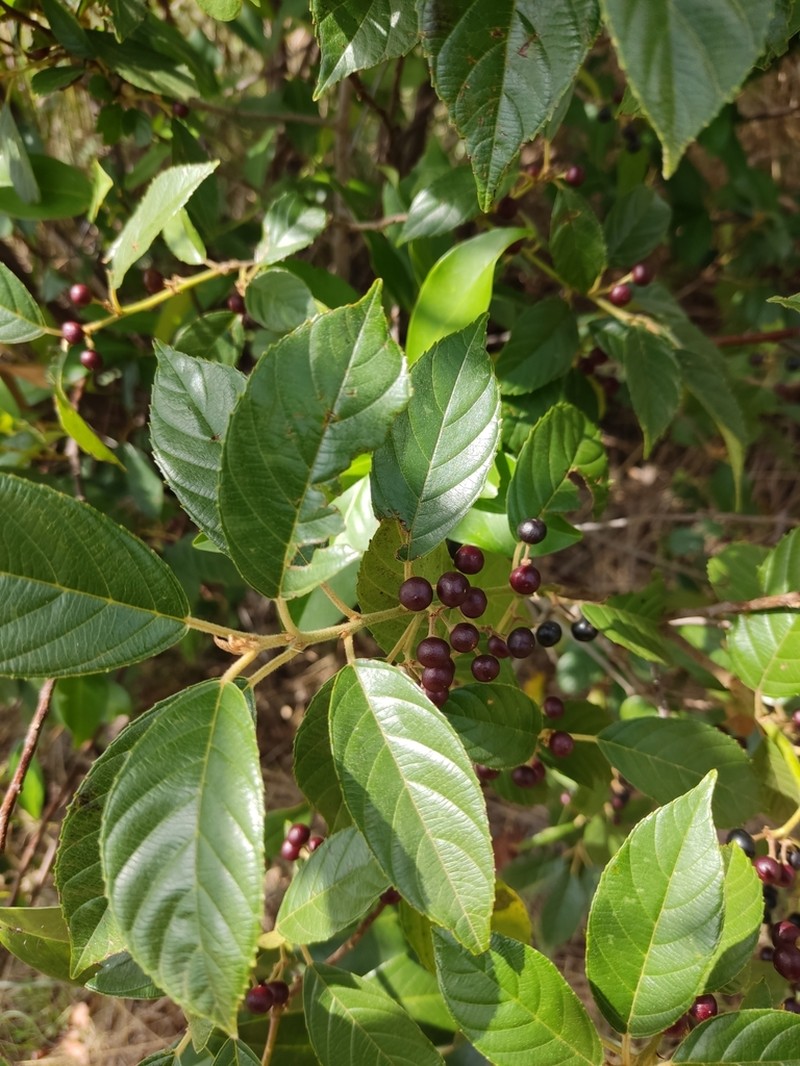 West Indian Buckthorn photo 7