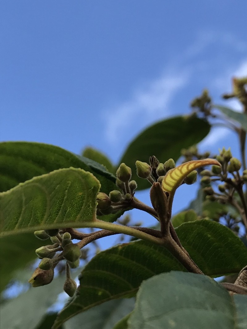 West Indian Buckthorn photo 8