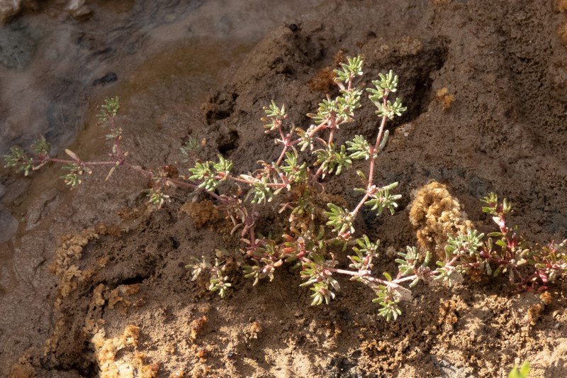 Frankenia anneliseae