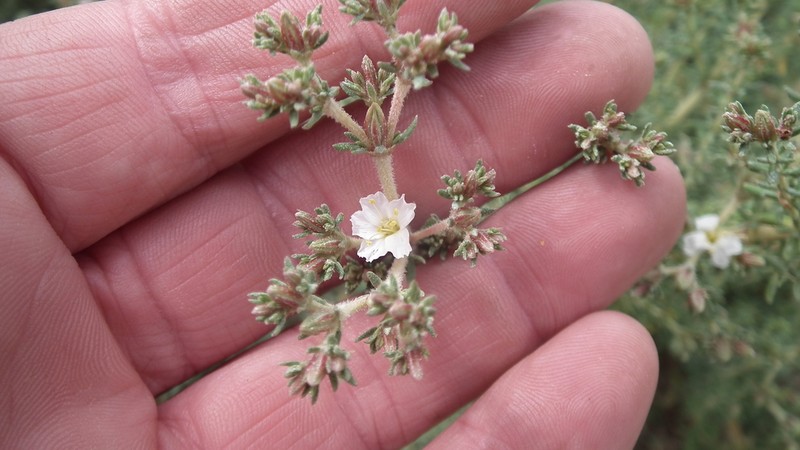 Frankenia anneliseae photo 3