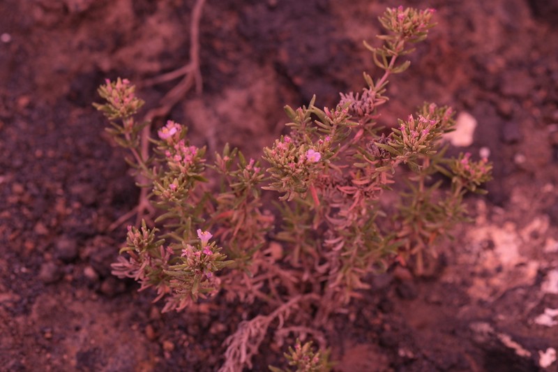 Frankenia caboverdeana