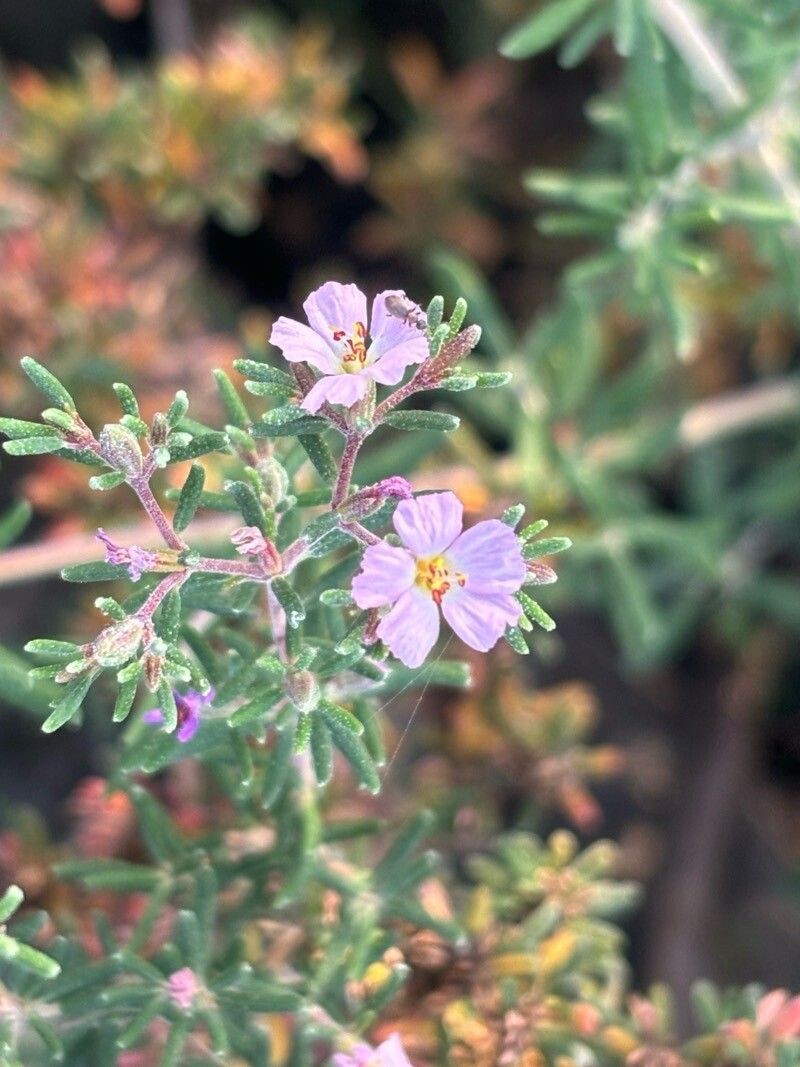 Frankenia ericifolia subsp. ericifolia