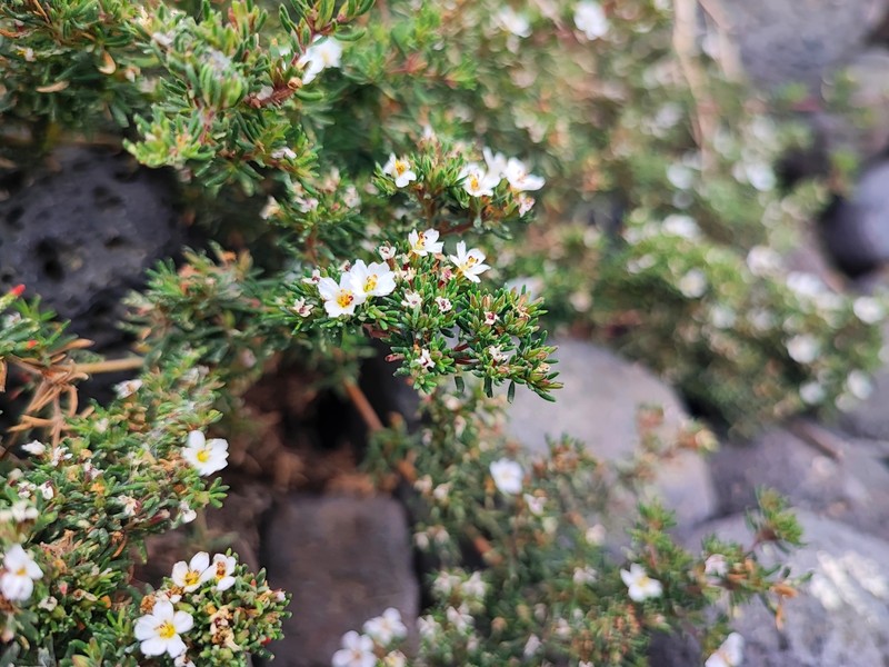Frankenia ericifolia subsp. ericifolia photo 2