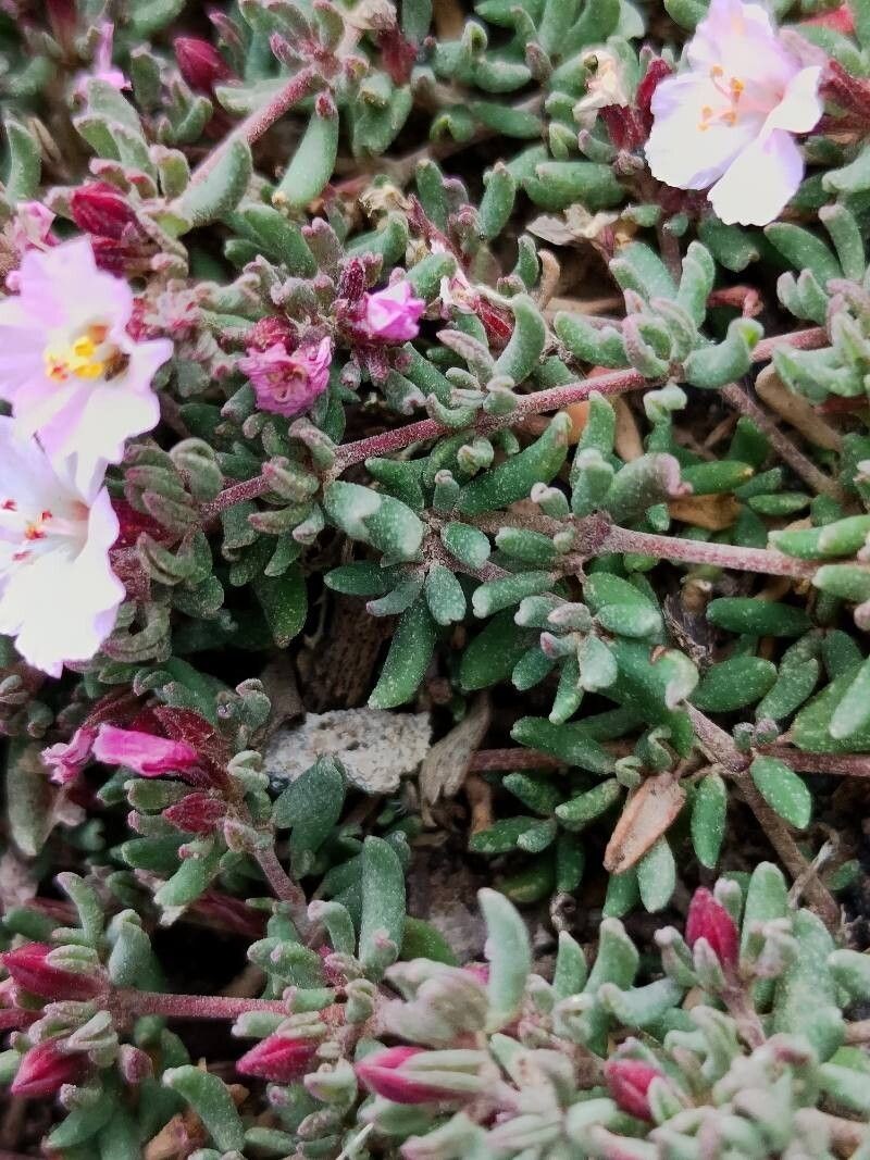 Frankenia ericifolia subsp. ericifolia photo 3