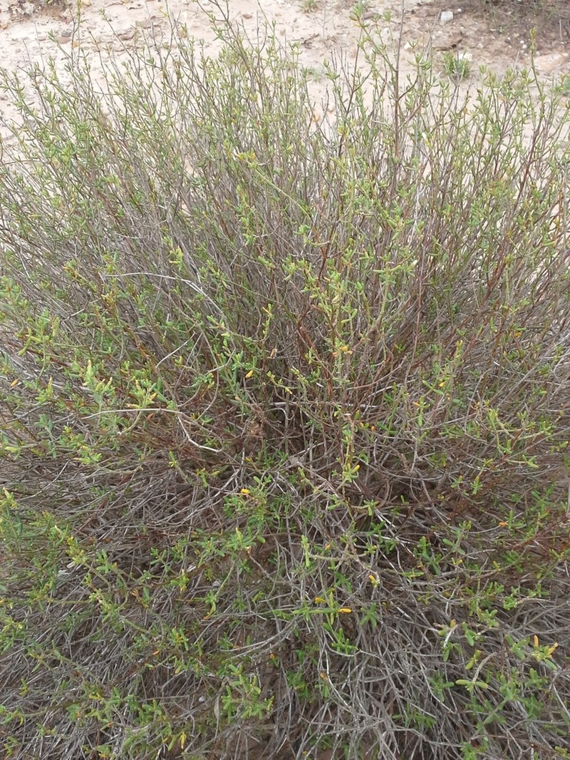 Johnston's Seaheath photo 6