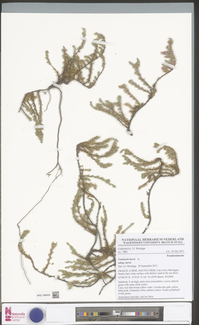Frankenia laevis subsp. laevis