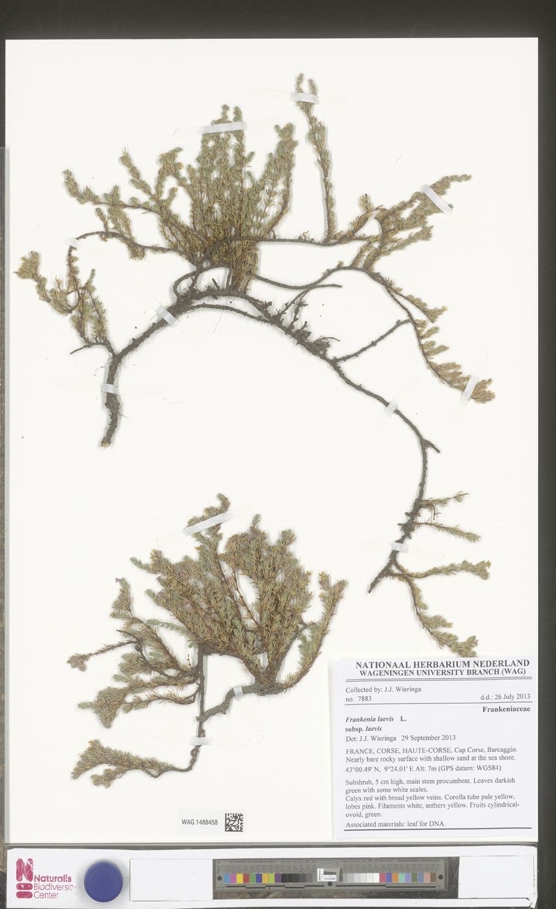 Frankenia laevis subsp. laevis photo 2