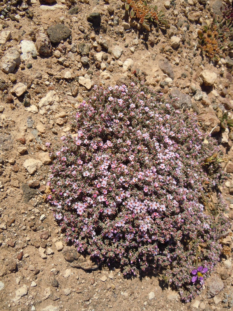 Frankenia montana