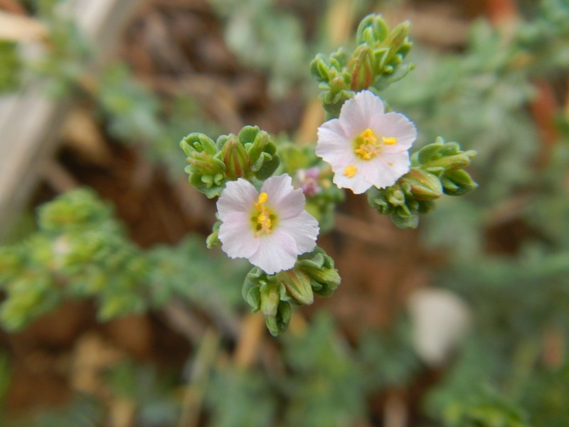 Frankenia nummularia