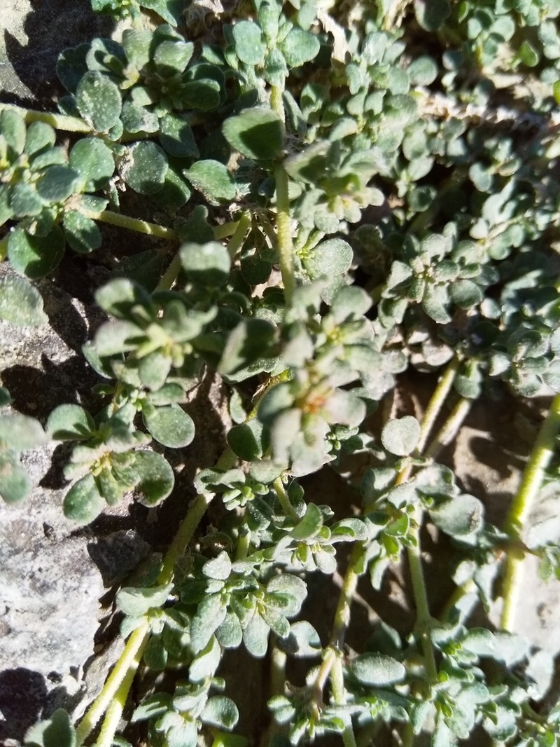 Frankenia nummularia photo 3