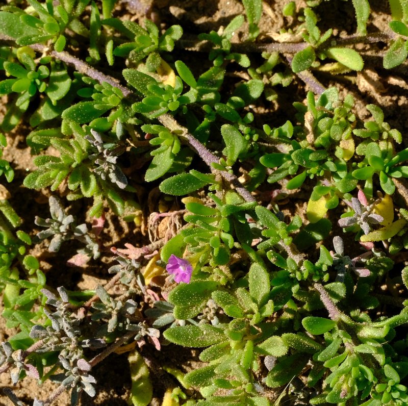 European Seaheath photo 7