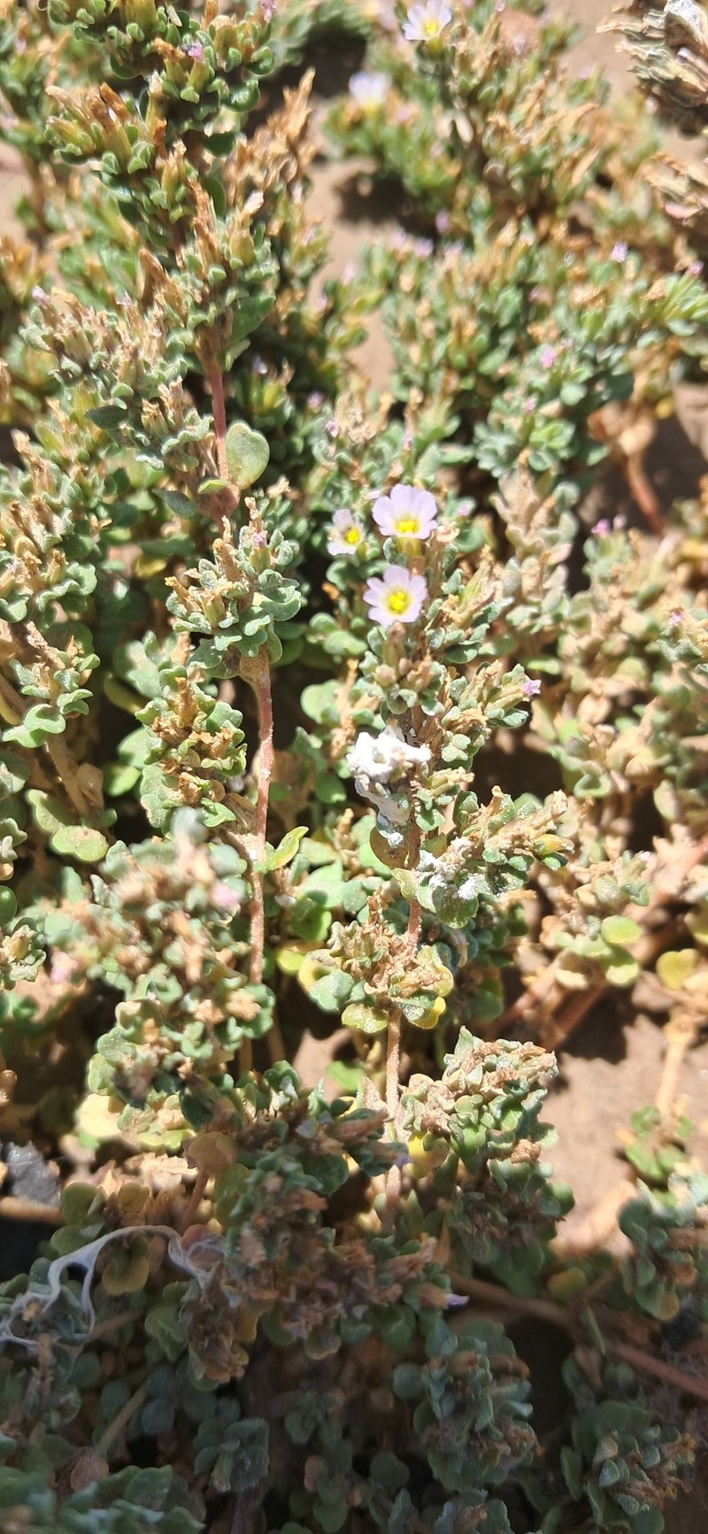 Frankenia pulverulenta subsp. pulverulenta