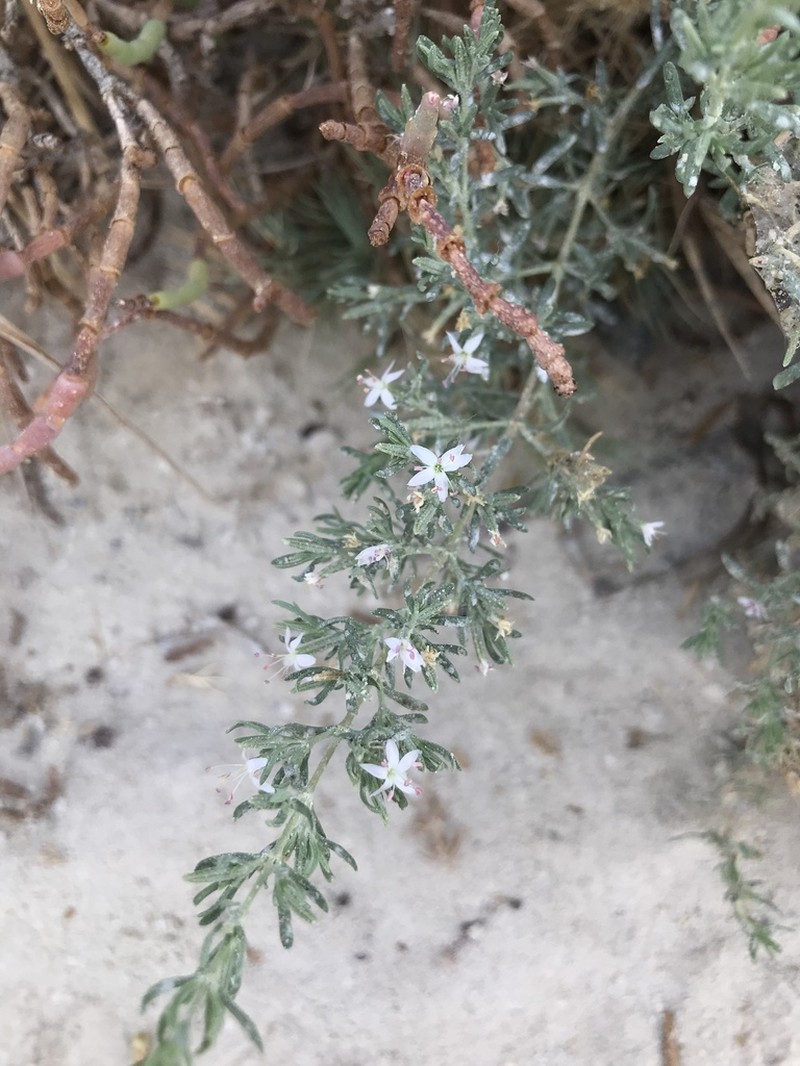Alkali Seaheath