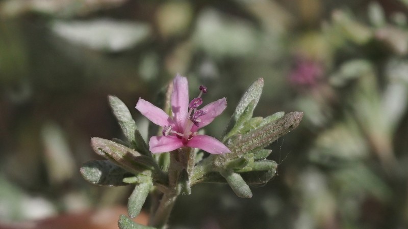 Alkali Seaheath photo 3