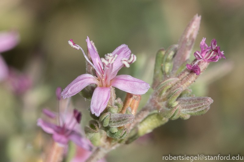 Alkali Seaheath photo 6