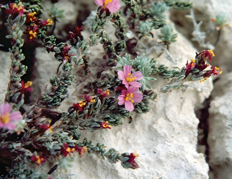 Frankenia salsuginea