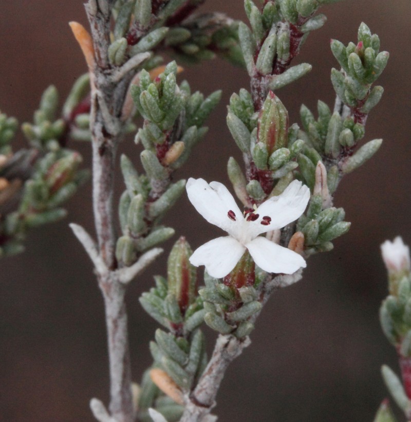 Frankenia sessilis var. sessilis