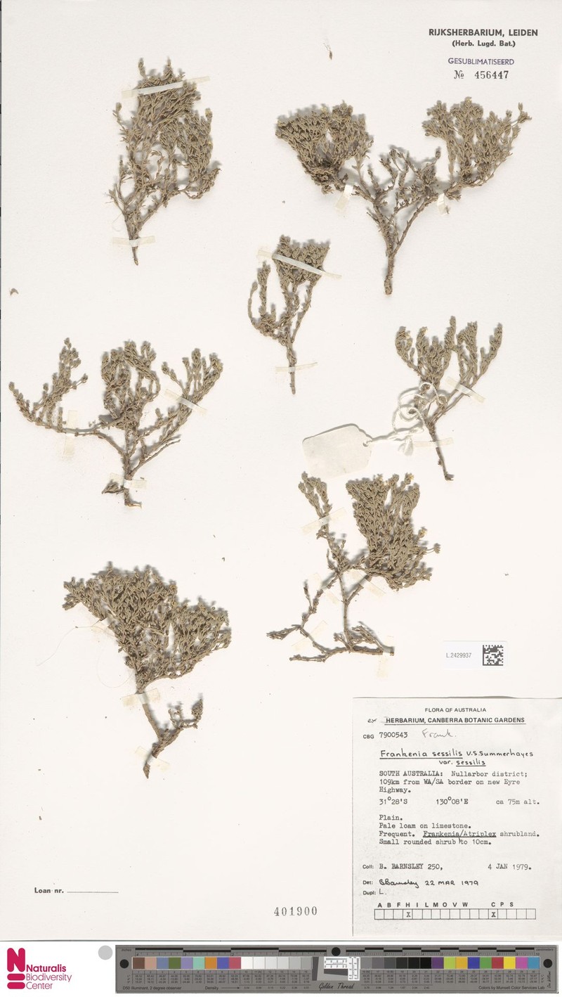 Frankenia sessilis var. sessilis photo 2