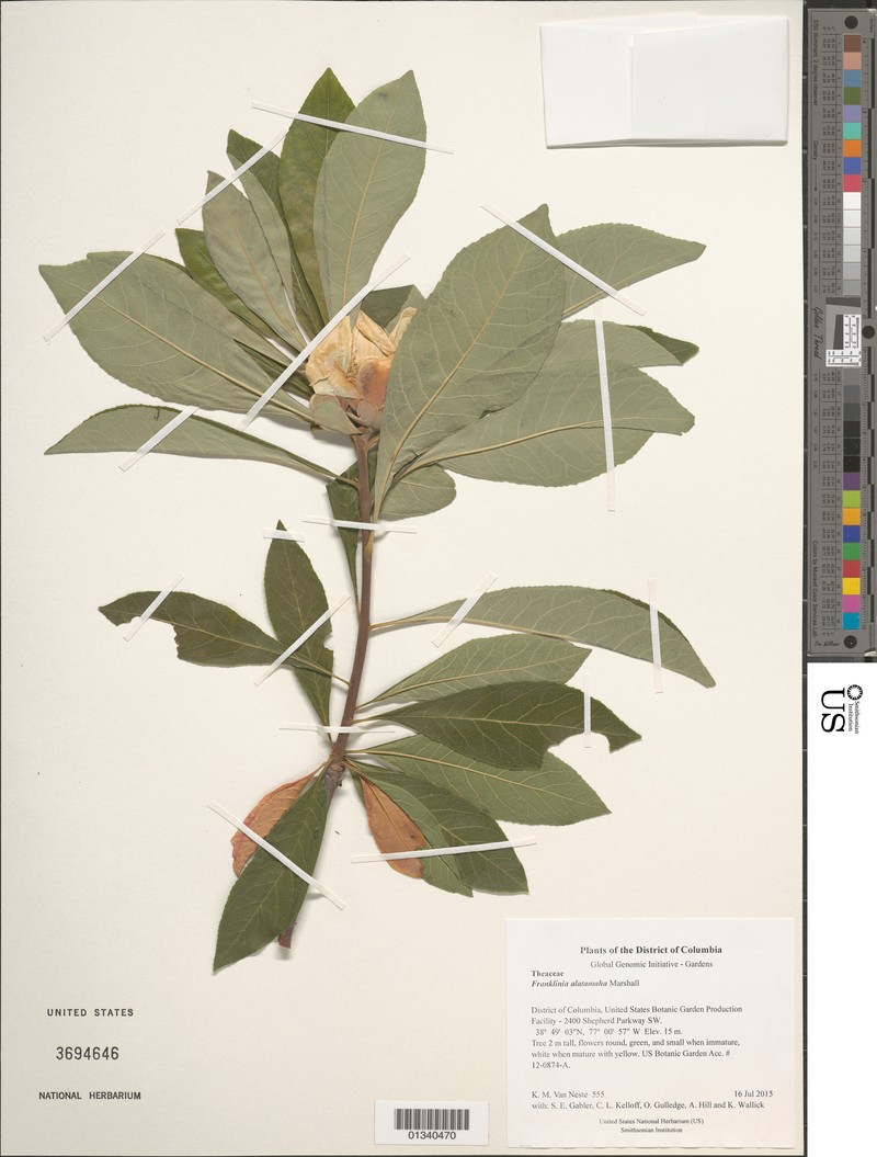 Franklin Tree photo 2