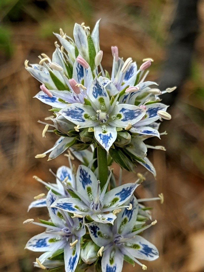 Whitestem Frasera