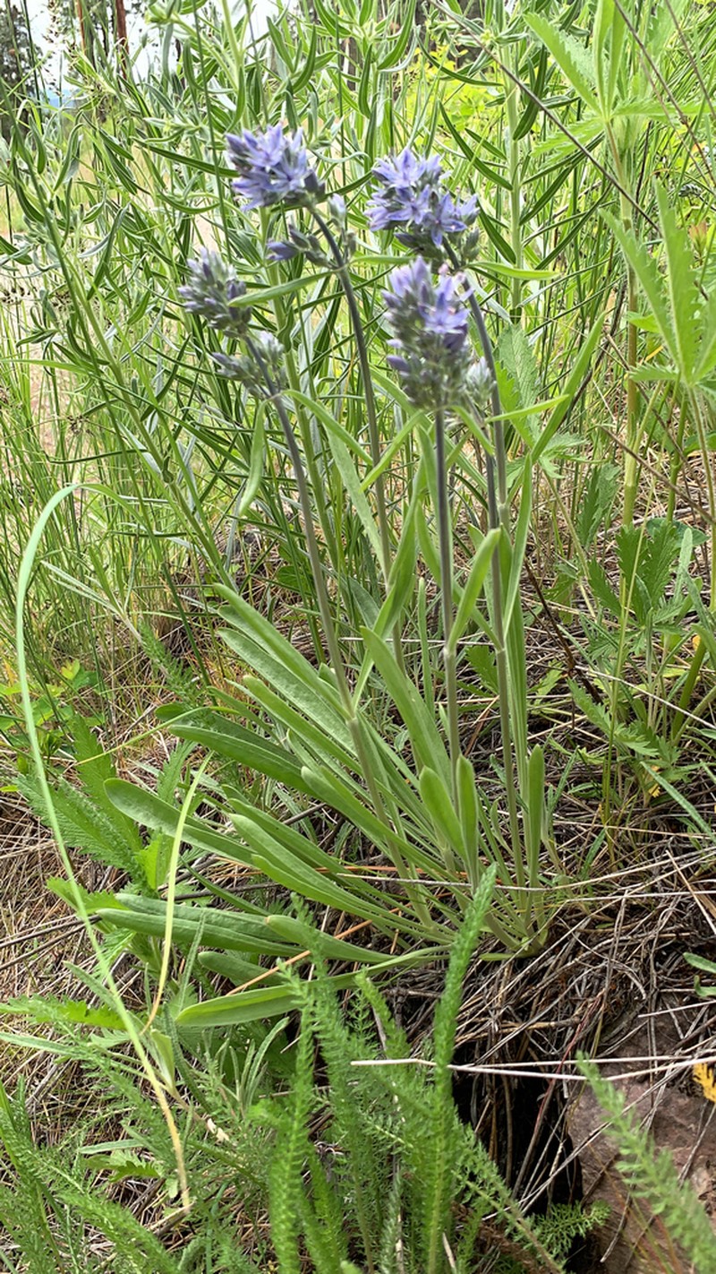 Whitestem Frasera photo 2