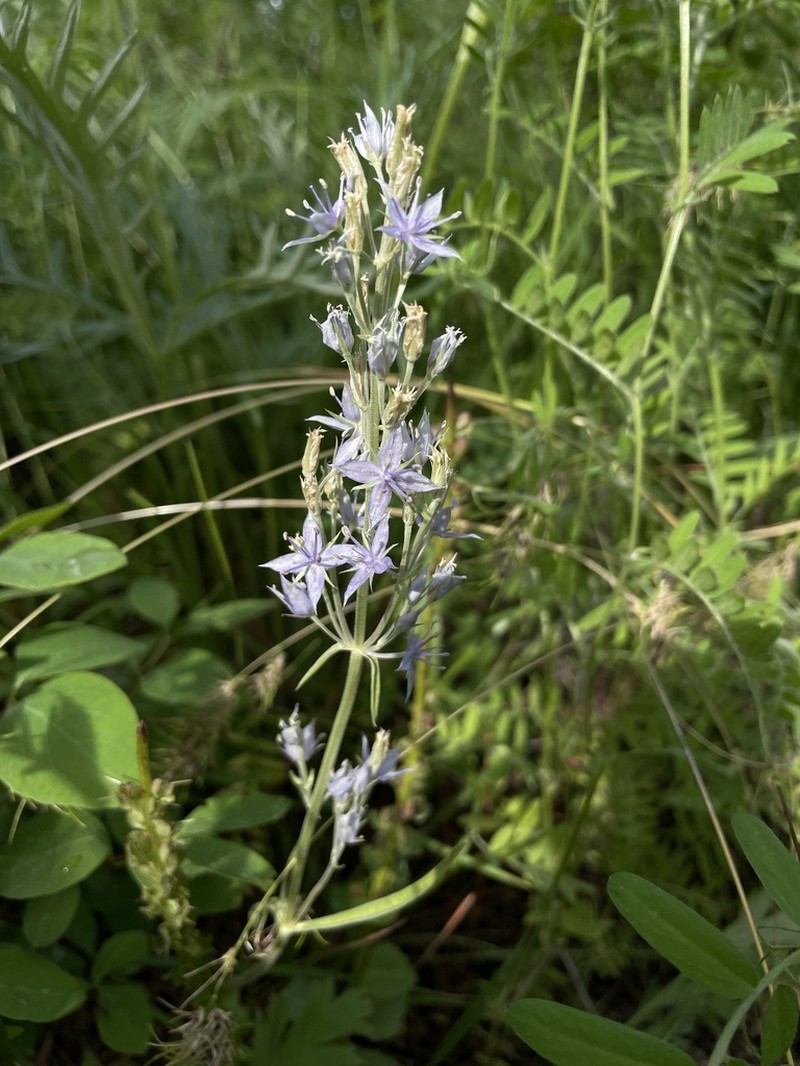 Whitestem Frasera photo 3
