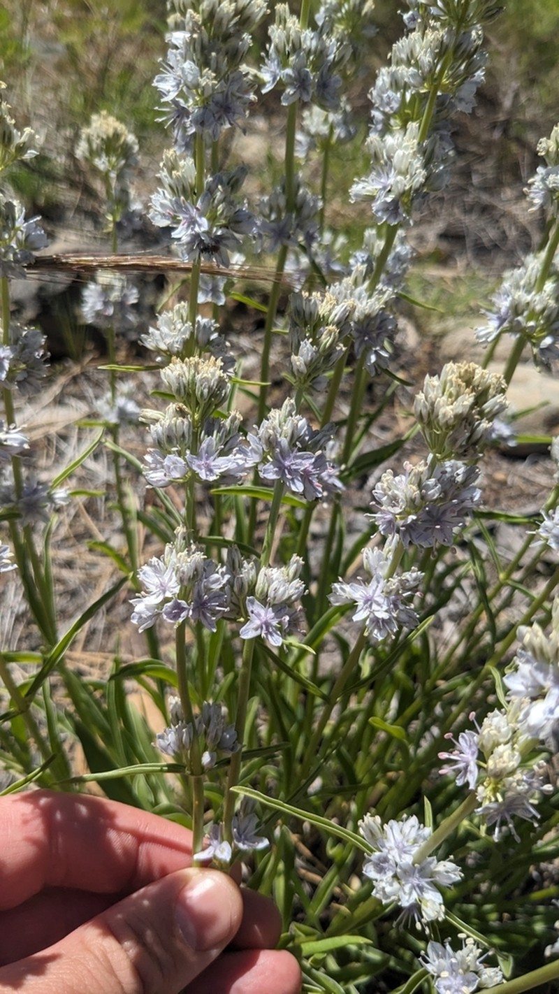 Whitestem Frasera photo 7