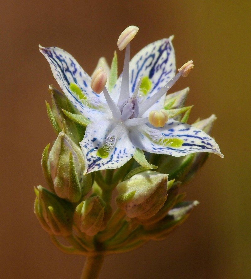 Whitestem Frasera photo 8