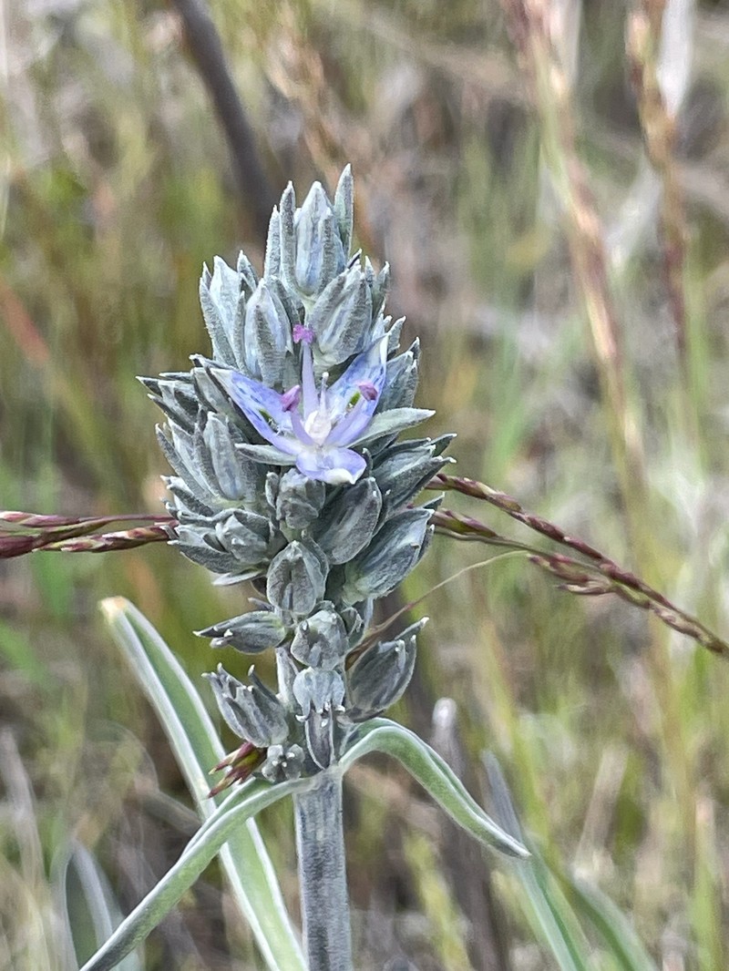 Frasera albicaulis var. albicaulis photo 3