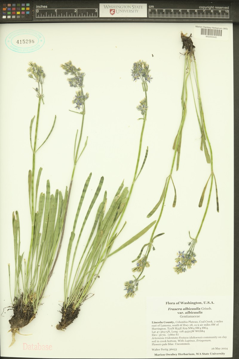 Frasera albicaulis var. albicaulis photo 4
