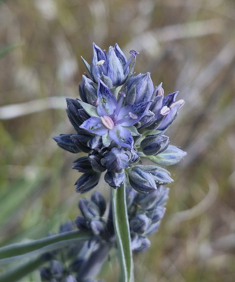 Frasera albicaulis var. albicaulis