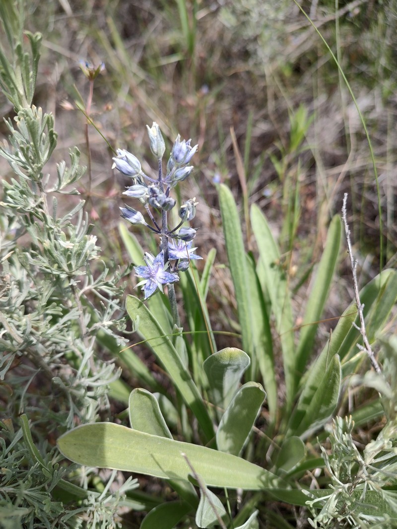 Frasera albicaulis var. albicaulis photo 2